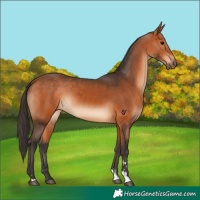 Horse Color:Bay  and Bay 