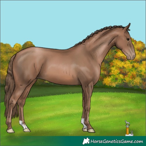 Horse Color:Black Pearl