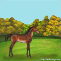 Horse Color:Bay  and Bay 