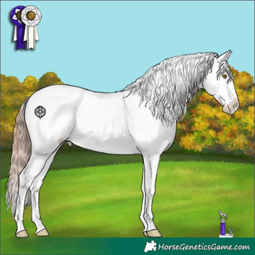 Horse Color:Gold Champagne Appaloosa 