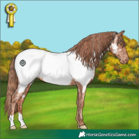 Horse Color:Gold Champagne Near Fewspot 