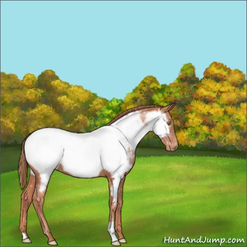 Horse Color:Gold Champagne Appaloosa 