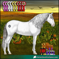 Horse Color:Liver Chestnut Appaloosa 