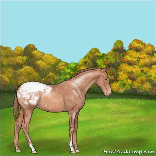 Horse Color:Gold Champagne Appaloosa 