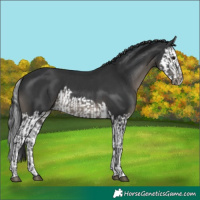 Horse Color:Black and Black Splash
