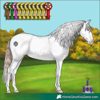 Horse Color:Gold Champagne Appaloosa