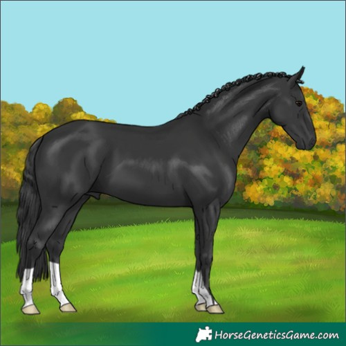 Horse Color:Black 