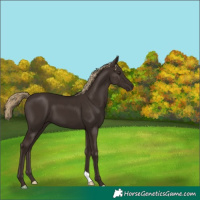 Horse Color:Liver Chestnut 