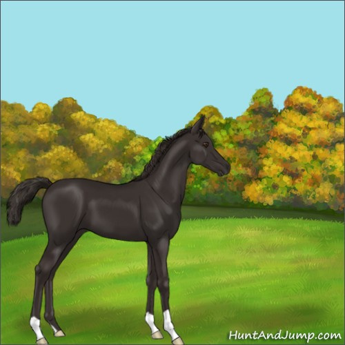 Horse Color:Liver Chestnut 