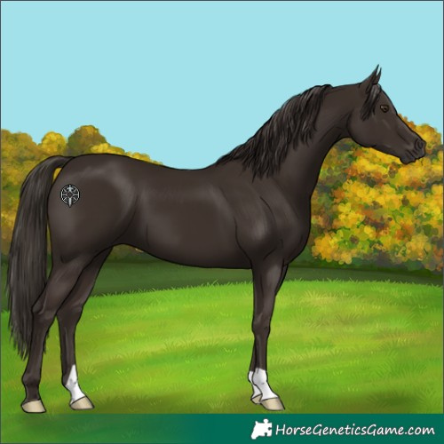 Horse Color:Liver Chestnut 