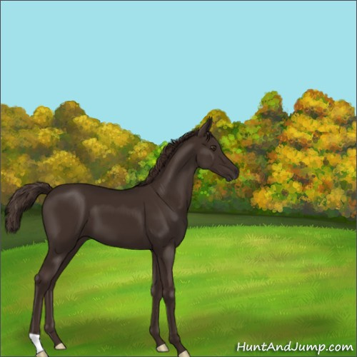 Horse Color:Liver Chestnut 