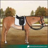 Horse Color:Chestnut and Chestnut