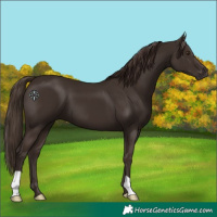 Horse Color:Liver Chestnut 