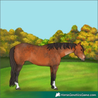 Horse Color:Bay and Bay