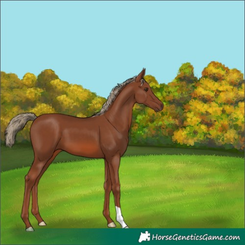 Horse Color:Chestnut 