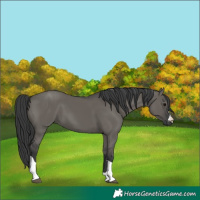 Horse Color:Grullo Tobiano 