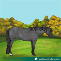 Horse Color:Blue Roan 