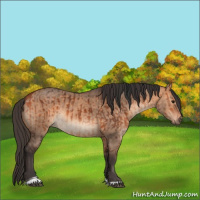 Horse Color:Bay  and Bay Dun 