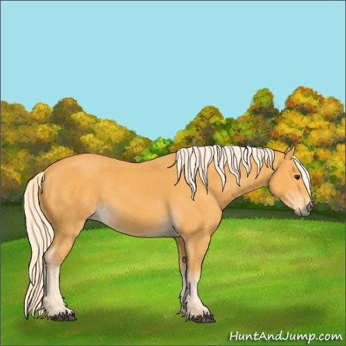 Horse Color:Palomino