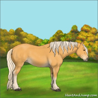 Horse Color:Palomino