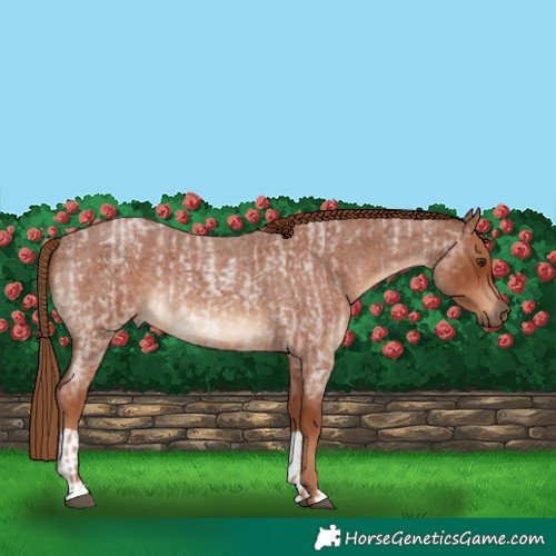 Horse Color:Red Roan  and Red Roan 