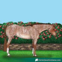 Horse Color:Red Roan  and Red Roan 