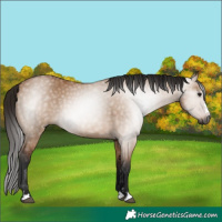 Horse Color:Gray Bay Dun 