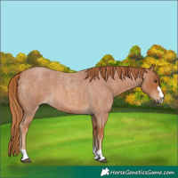 Horse Color:Red Roan 