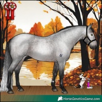 Horse Color:Gray Brown Roan Rabicano 