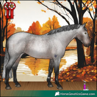 Horse Color:Gray Brown Roan Rabicano
