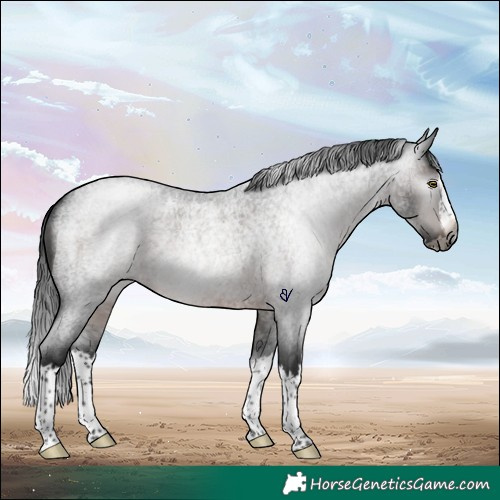 Horse Color:Gray Brown Roan Splash Rabicano 