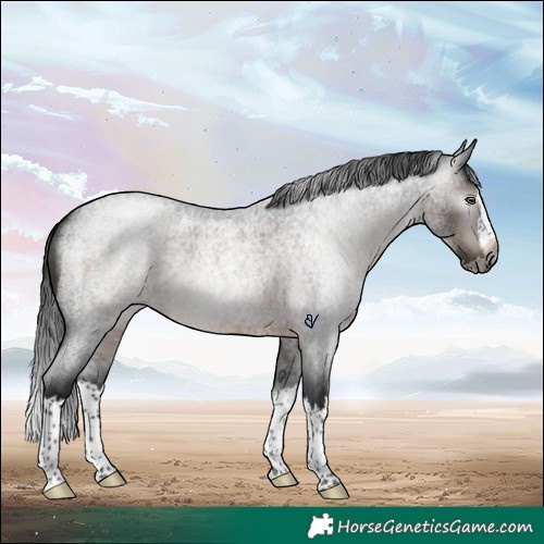Horse Color:Gray Brown Roan Splash Rabicano 