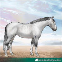 Horse Color:Gray Brown Roan Splash Rabicano 