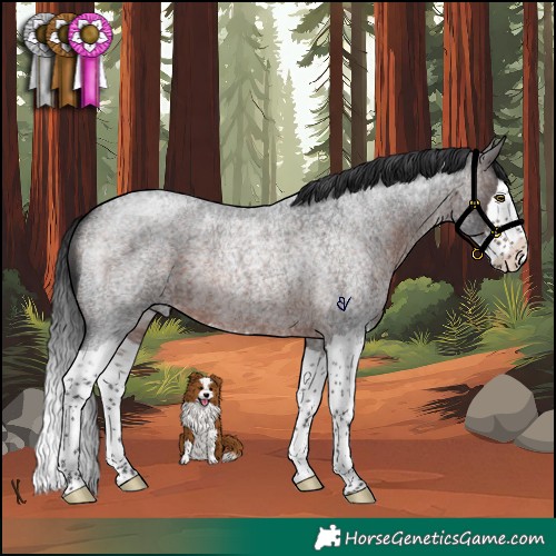 Horse Color:Brown Roan Splash Rabicano 