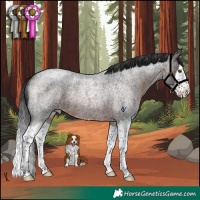 Horse Color:Brown Roan Splash Rabicano