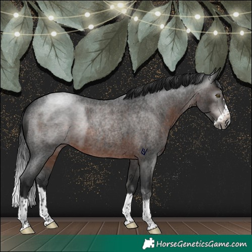 Horse Color:Gray Brown Roan Splash Rabicano 