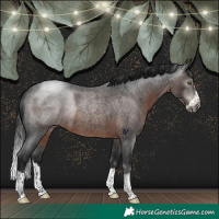 Horse Color:Gray Brown Roan Splash Rabicano 