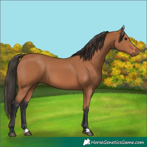 Horse Color:Bay 