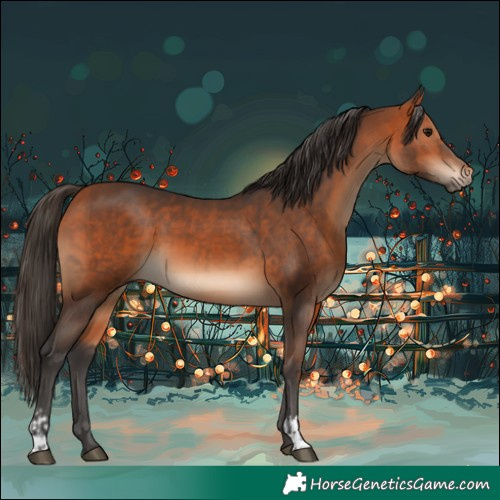 Horse Color:Bay  and Bay 