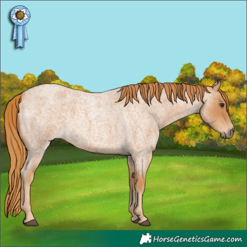 Horse Color:Red Roan 