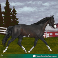 Horse Color:Brown 