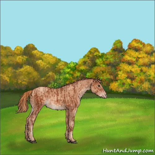 Horse Color:Chestnut  and Gold Champagne 
