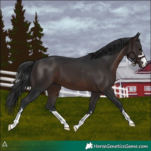 Horse Color:Brown
