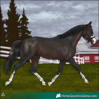 Horse Color:Brown 