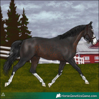 Horse Color:Brown 