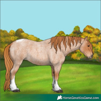 Horse Color:Red Roan Tobiano 