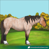 Horse Color:Bay Roan 