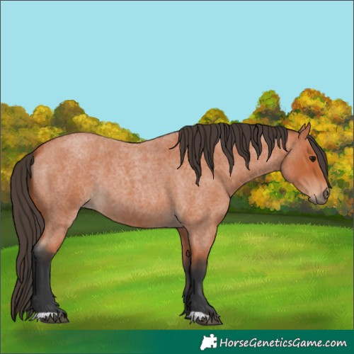 Horse Color:Bay Roan 