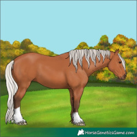 Horse Color:Silver Bay 