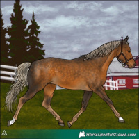 Horse Color:Chocolate Palomino 